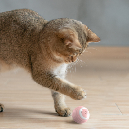 JumpPaws-Ball
