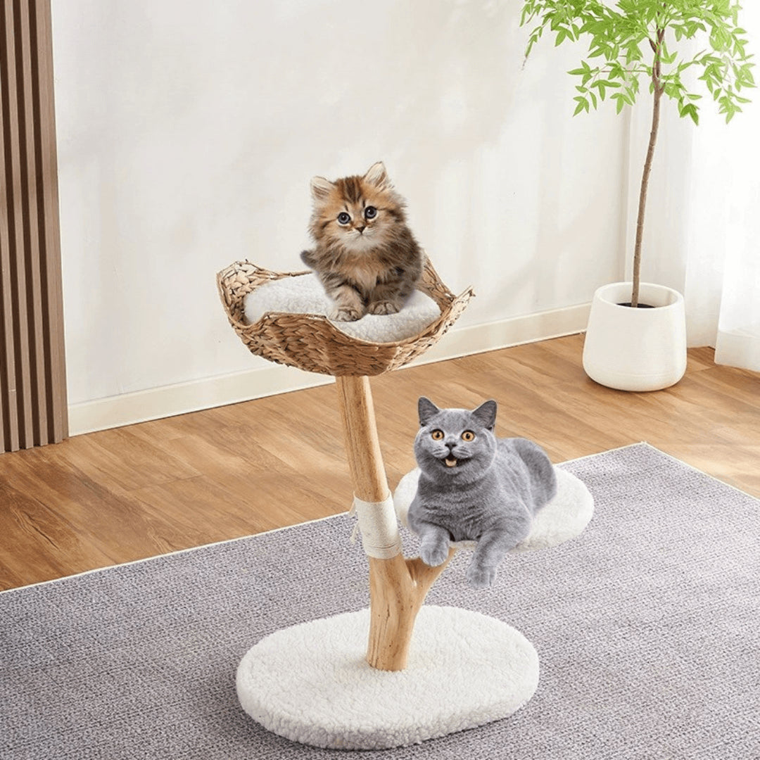 Baumhauskatzen